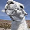 Alpaca showing off his whiskers